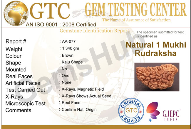 1 Face/Mukhi Certified Rudraksha Size- 31.40 mm
